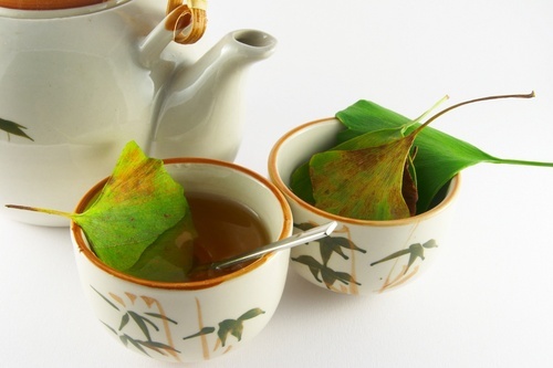 Gingko-Biloba-500x333