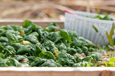 Alimentos ricos em ferro, para evitar o cansaço e a dor de cabeça