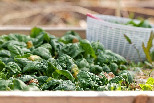 Alimentos ricos em ferro, para evitar o cansaço e a dor de cabeça Alimentos ricos em ferro, para evitar o cansaço e a dor de cabeça