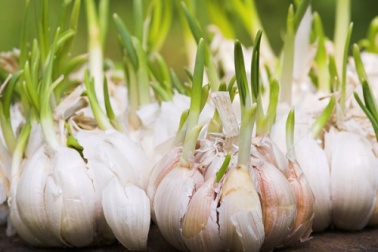 Você joga fora o alhos germinados? Descubra seus grandes benefícios!