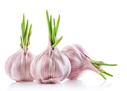 Benefícios dos alhos germinados