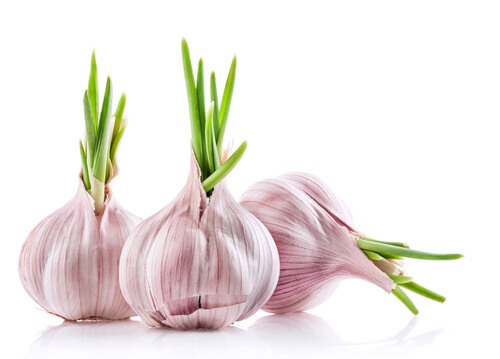alhos-germinados-500x359