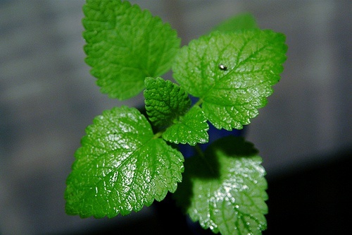 hortelã, ingrediente para potente bebida detox