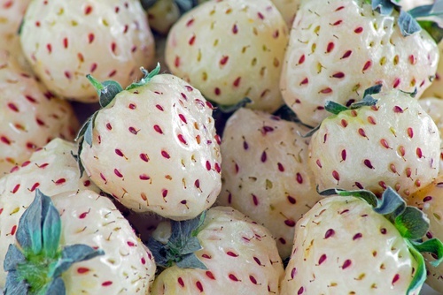 Você conhece o pineberry? Um morango com sabor de abacaxi!
