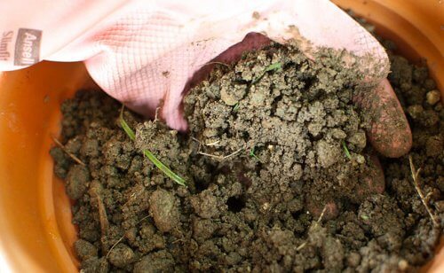 Como cultivar sálvia, a planta das mulheres Como cultivar sálvia, a planta das mulheres