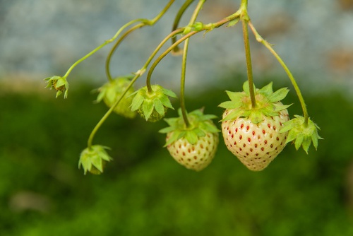 pineberry