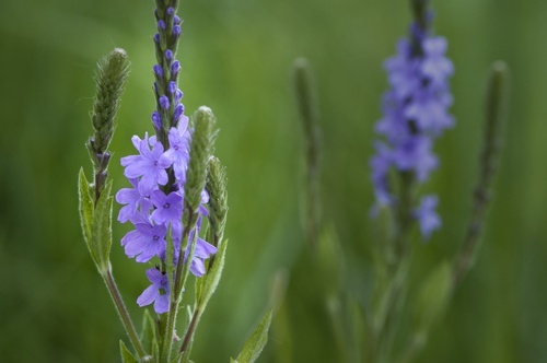 verbena-ervas-laxantes