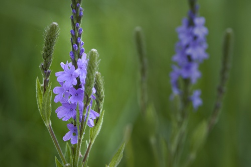 Verbena-e-prisão-de-ventre-500x332