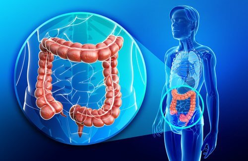 Batida anti-inflamatória e reparadora do intestino Batida anti-inflamatória e reparadora do intestino