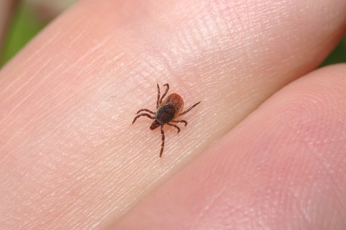 carrapato-e-doença de Lyme