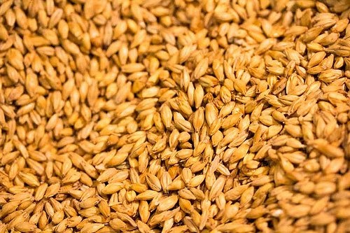 A cevada ajuda a melhorar a função do fígado