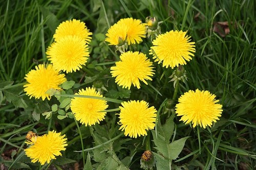 dente-de-leao-para-colesterol