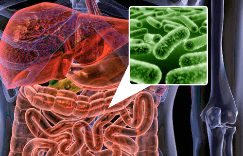 Bacterias que causam gases
