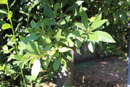 louro-contra-dor-de-cabeca