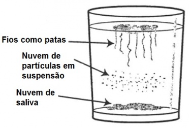 Teste caseiro para detectar a cândida no corpo e como eliminá-la naturalmente