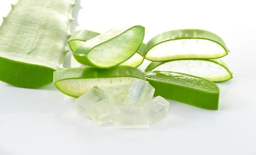 Aloe-vera-500x303