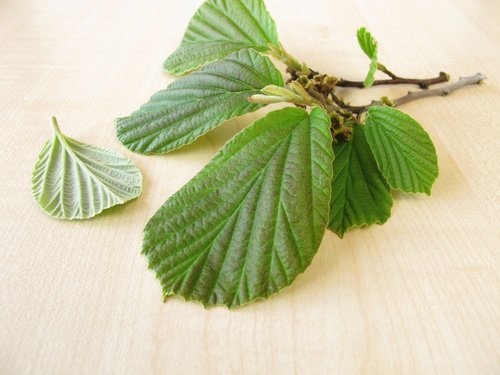Hamamelis