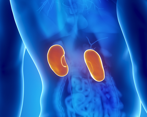 Enquanto dormimos os rins descansam