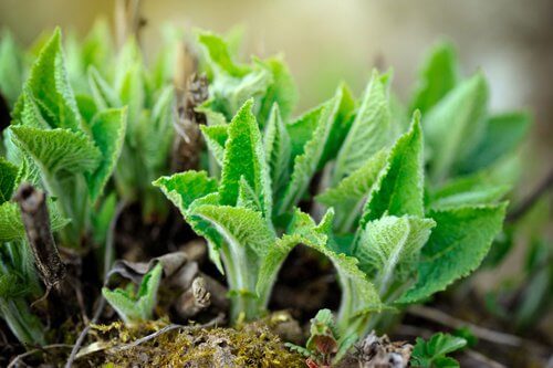 salvia