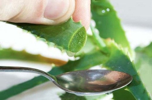 Benefícios da aloe vera para o estômago