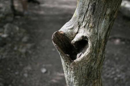 Árvore representando pensamentos amorosos