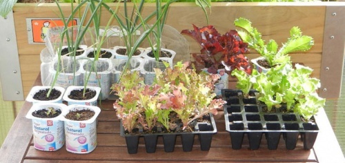 horta-particular-caseira