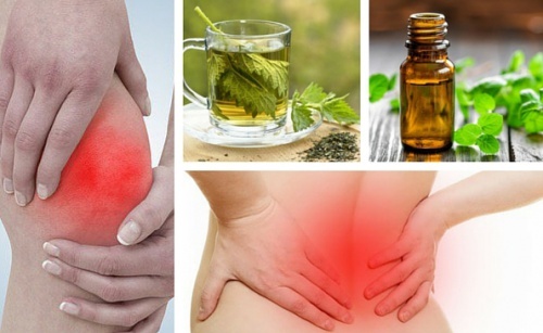 6 plantas com propriedades analgésicas para aliviar as dores