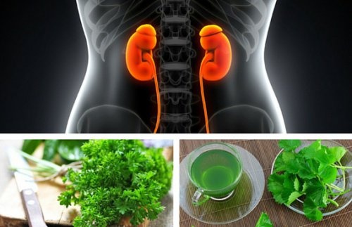 As 3 melhores infusões para melhorar a função renal