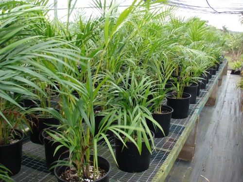 Chrysalidocarpus-lutescens