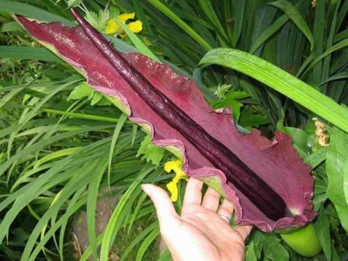 Serpentaria