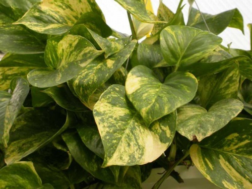 Epipremnum-aureum