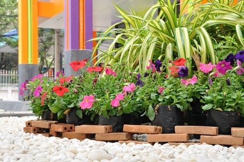 Melhorar as plantas com água oxigenada