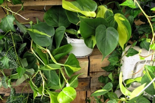 5 plantas de interiores que podem ser perigosas 5 plantas de interiores que podem ser perigosas