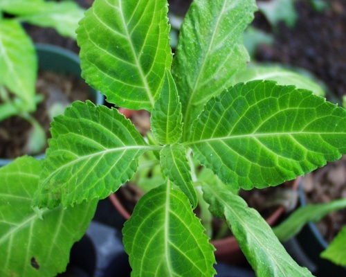 Salvia-divinorum