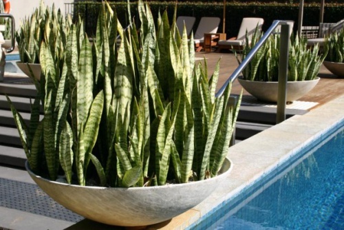 Sansevieria-trifasciata