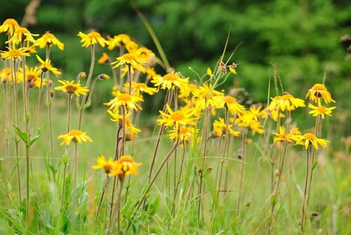 Arnica-para-infeccao-vaginal