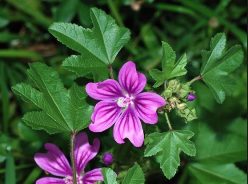 Folhas-da-malva