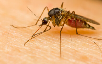 Por que algumas pessoas são mais atraentes para os mosquitos?