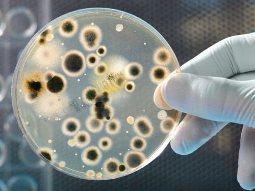Cientista observando bactérias