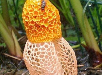 Descoberto fungo que pode causar o orgasmo feminino apenas por cheirá-lo