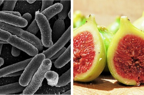 Elimine bactérias do estômago com um eficaz remédio com figos
