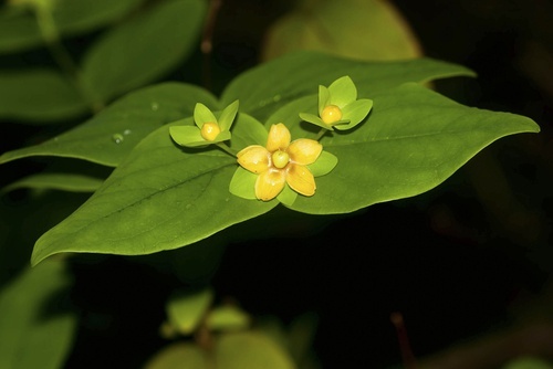 Flores de hipericão ajudam a aliviar a dor nos joelhos