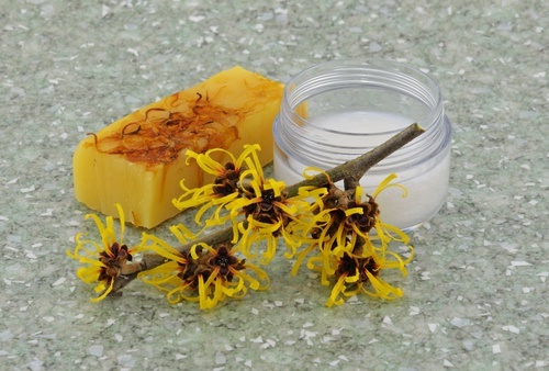 Hamamelis-500x338