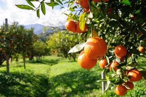 Em vez de beber água, você pode consumir laranja, por exemplo
