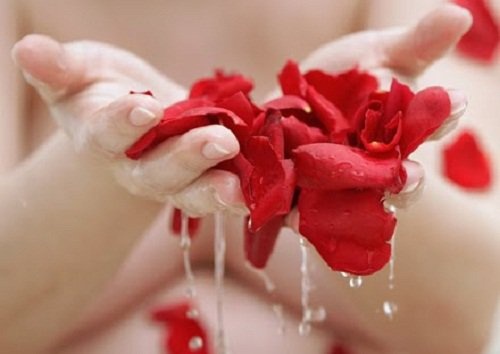 Petalos-de-rosa