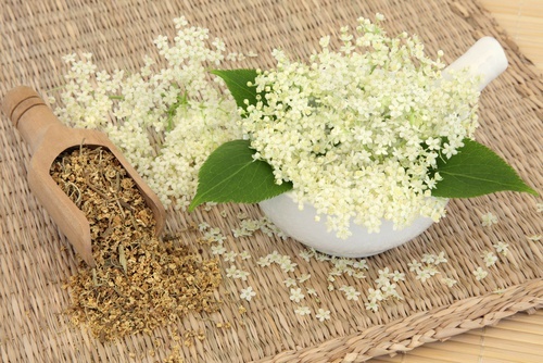 Ulmaria