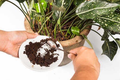 Adubo-organico-com-cafe