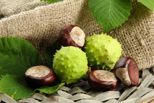 Castanha da india