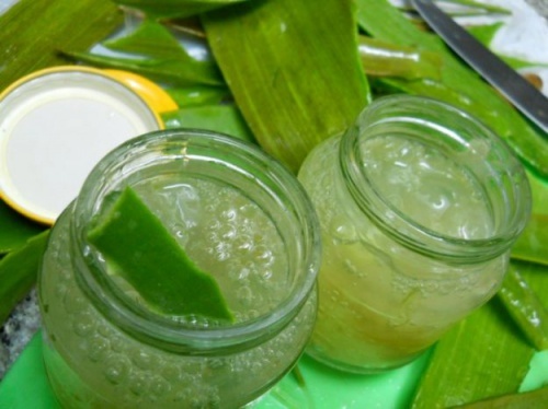 Aloe vera contra a placa bacteriana