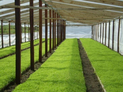 cultivo de estévia